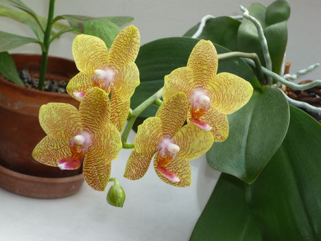 Márti orchideái 3