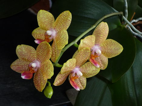 Márti orchideái 5