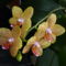 Márti orchideái 5