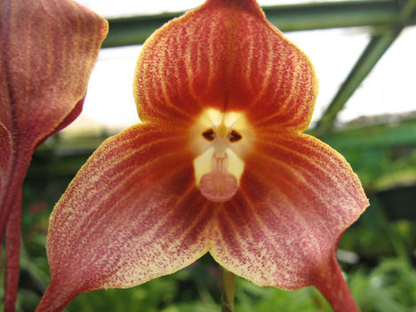 orchidea_dracula