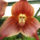 Orchidea_dracula_1350288_7882_t