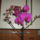 Orhidea-016_1035921_6858_t