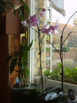 Orhidea 1