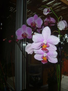 Orhidea 4