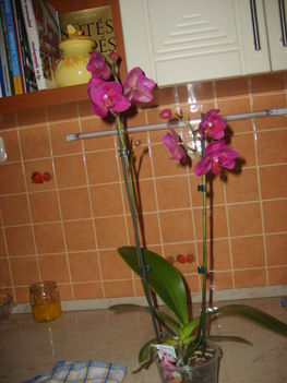 Orhidea 5
