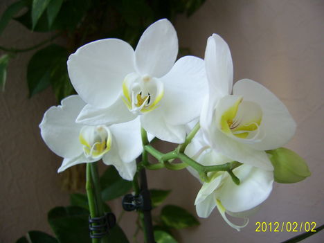 Fehér lepke orchidea