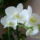 Feher_lepke_orchidea_1361563_2448_t