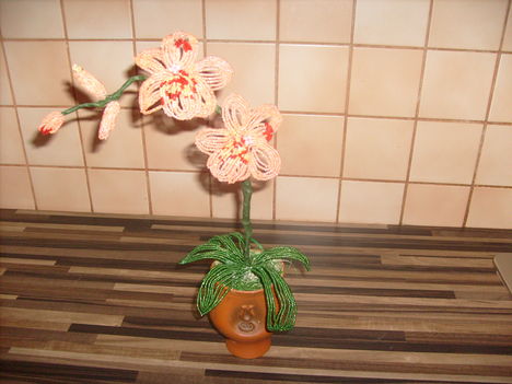 orhideám
