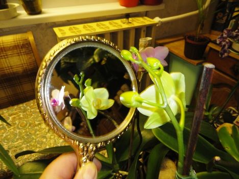 Phalaenopsis Ph.5-számú; 2012.02.01