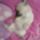 Vicces_aranyos_allatos_14-001_1361768_9321_t