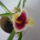 Viragzas___2-004_1361075_8081_t
