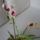 Viragzas___6-004_1361079_2297_t