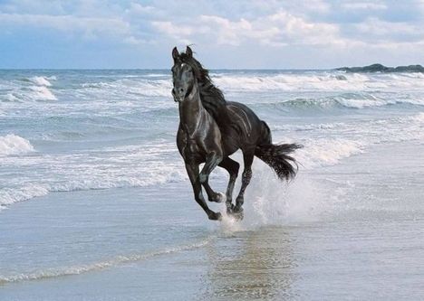 fond%20d%20ecran%20cheval%20sur%20la%20plage_