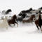 Galloping_Horse_Herd5