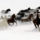 Galloping_horse_herd5_1362772_6379_t