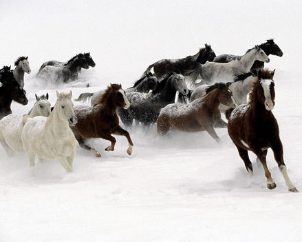 Galloping_Horse_Herd
