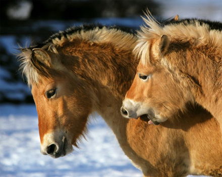 horses_lovak_christiane_slawik_calendar_falinaptar_2010_01