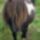 Mammalshetlandpony_1362837_9055_t