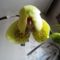 Orchidea 3