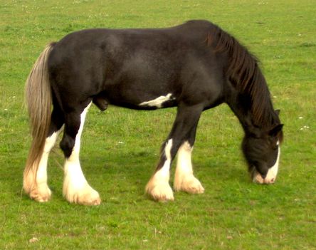 Shire_Horse