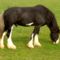 Shire_Horse