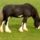 Shire_horse_1362842_9045_t
