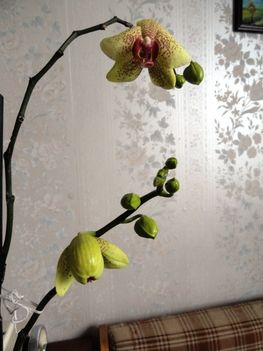 DSC06497; Phalaenopsis