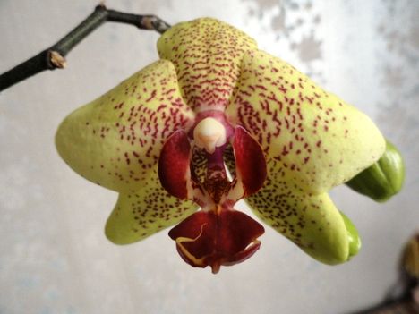 DSC06500; Phalaenopsis