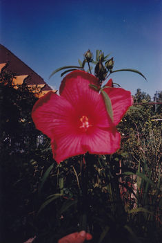Hibiszkusz ujjas levelekkel