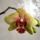 Orchidea_2-001_1363554_1828_t