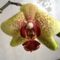 Orchidea 4