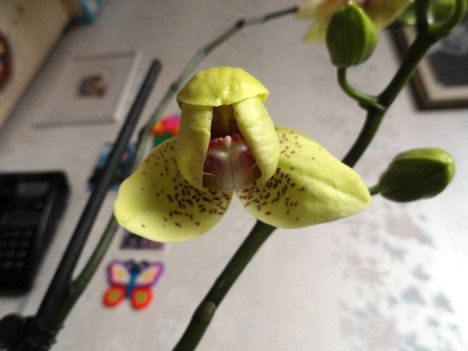 Orchidea 5