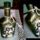 Romantica_antikuveg_1363520_4862_t