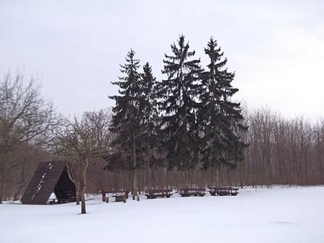.téli erdő (Karcsi)