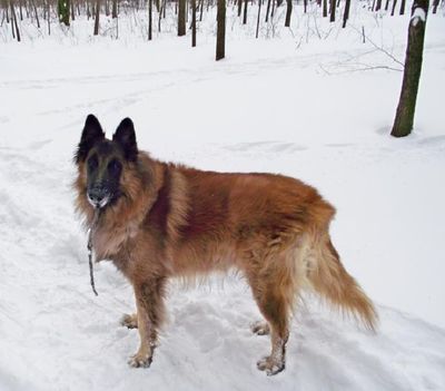 téli erdő kutya