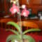 Bordó újra virágzó orhidea