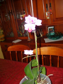 Mini virágú orhidea