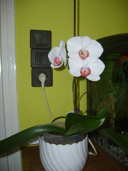 Újra virágzó orhidea