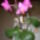 Ujra_viragzo_orhidea-001_1364686_4089_t