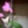 Viragzo_keiki_orhidea-001_1364285_4389_t