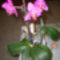 Virágzó keiki orhidea,