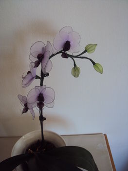 Pillangó orchidea