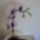 Pillango_orchidea-001_1365424_9944_t