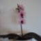 Pillangó orchidea