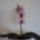 Pillango_orchidea-002_1365423_4033_t