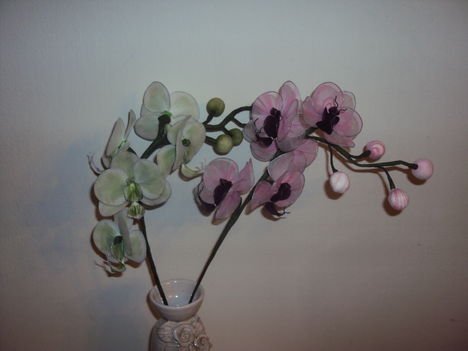 Pillangó orchideák