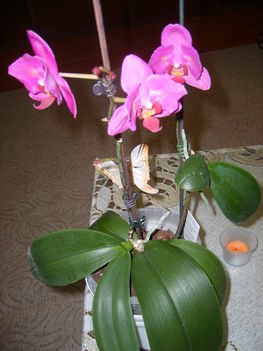 Újra virágzó orhidea