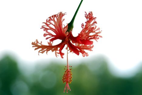 HIBISZKUSZ 2010.09.25