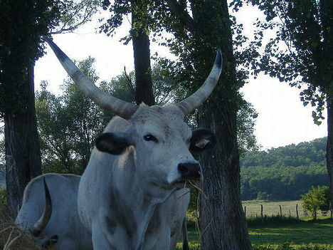 Magyar szürke