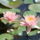 Tavirozsa_2_dbrozsaszin_3468_1366001_4320_t